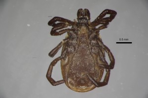 Ixodes_persulcatus_m-drarthurcollection-ventral-5_0x 0