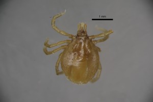 Ixodes_rothschildi_f-nuttandwarbcollectiontray108-dorsal-3_2x 0