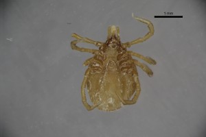Ixodes_rothschildi_f-nuttandwarbcollectiontray108-ventral-3_2x 0