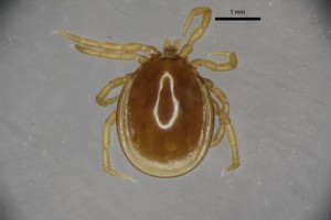 Ixodes_rothschildi_m-nuttandwarbcollectiontray108-dorsal-3_2x 0