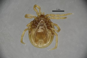 Ixodes_rothschildi_m-nuttandwarbcollectiontray108-ventral-3_2x 0