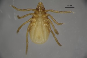 Ixodes_trianguliceps_f-gbthompsoncollectiontray110-ventral-5_0x 0