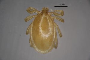 Ixodes_trianguliceps_m-gbthompsoncollectiontray110-dorsal-6_6x 0