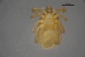 Ixodes_trianguliceps_m-gbthompsoncollectiontray110-ventral-6_6x 0