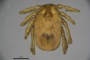 Ixodes_unicavatus-thompsoncollectiontray111-dorsal-4_0x 0