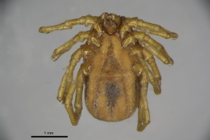 Ixodes_unicavatus-thompsoncollectiontray111-ventral-4_0x 0