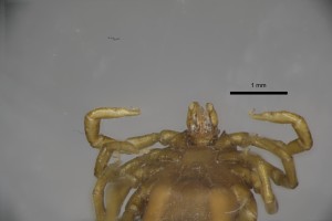 Ixodes_unicavatus_f-thompsoncollectiontray111-ventralg-4_0x 0