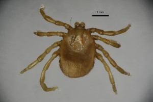 Ixodes_uriae_f-sfbarnettcollectiontray111-dorsal-2_5x 0