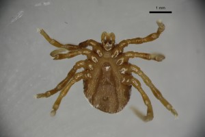 Ixodes_uriae_f-sfbarnettcollectiontray111-ventral-2_5x 0