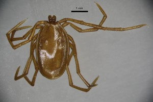 Ixodes_vespertilionis_m-gbthompsoncollectiontray111-dorsal-2_5x 0