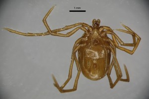 Ixodes_vespertilionis_m-gbthompsoncollectiontray111-ventral-2_5x 0