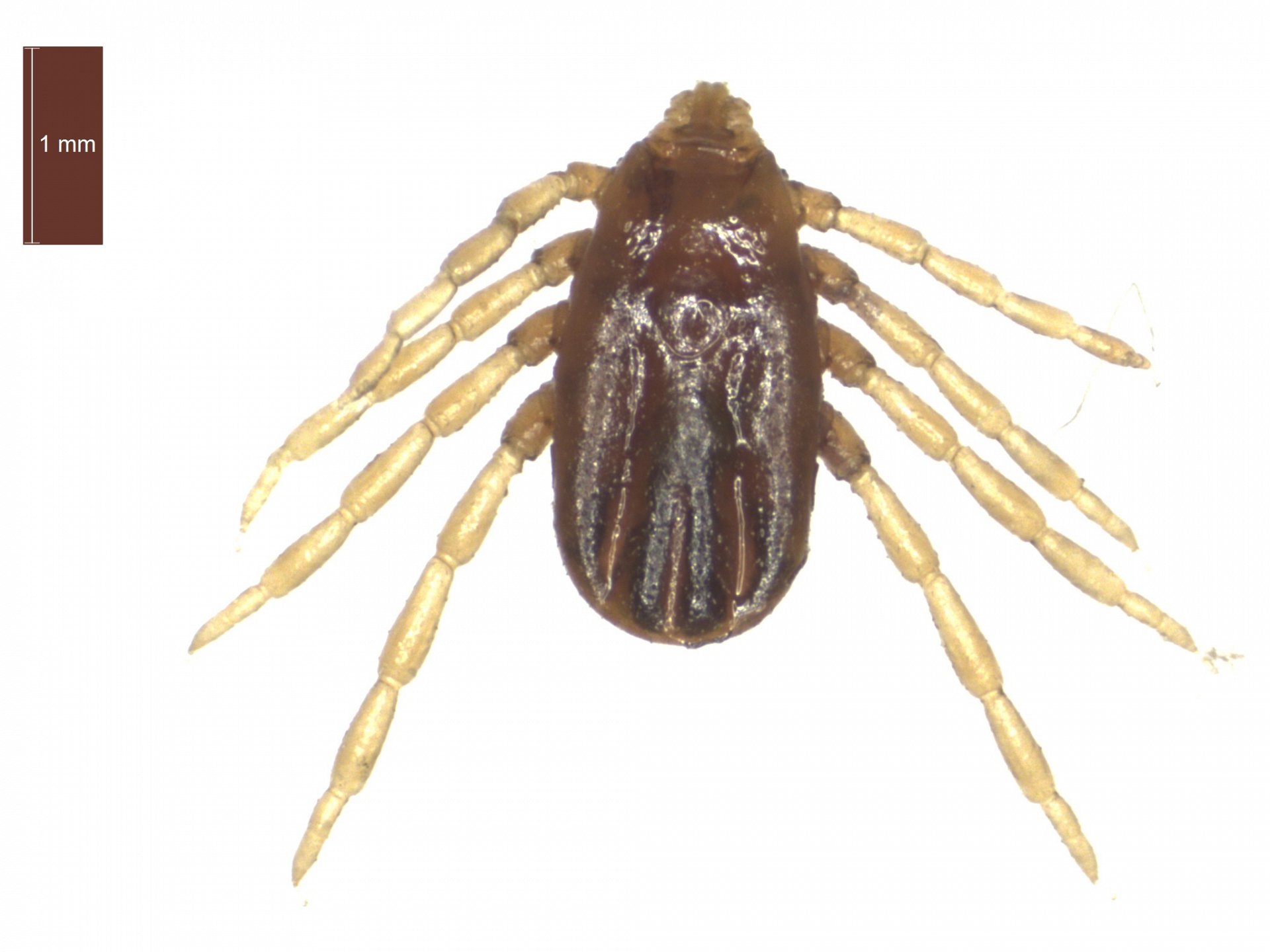 Rhipicephalus (Boophilus) annulatus | ESCCAP UK & Ireland