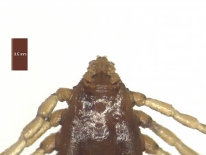 R.B.annulatus female dorsal g 0
