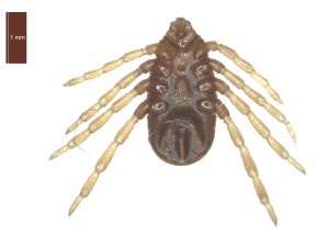 R.B.annulatus female ventral 0