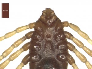 R.B.annulatus female ventral g 0