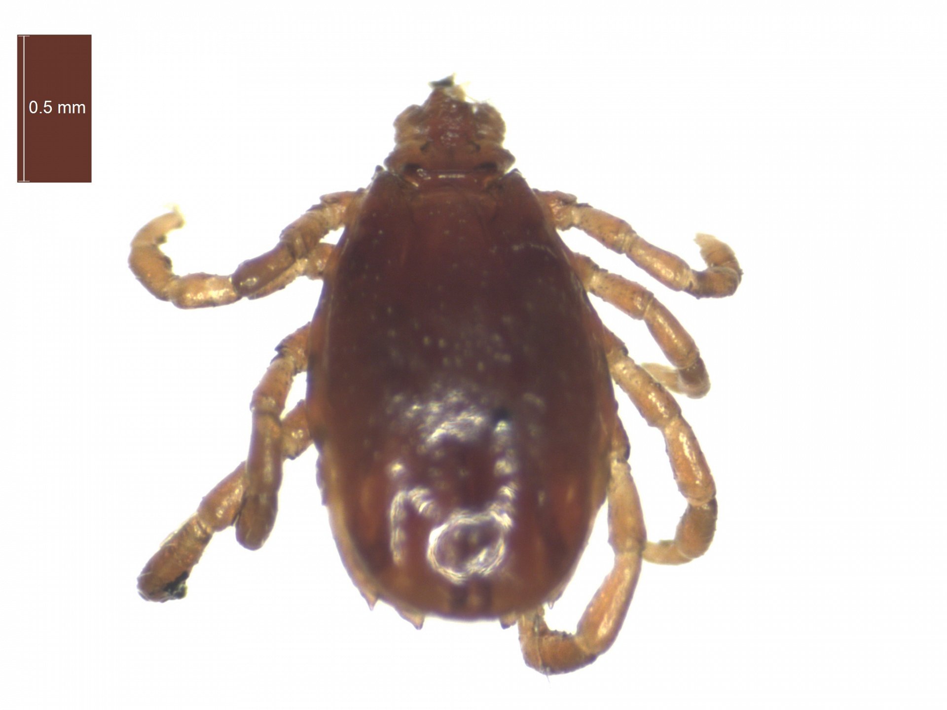 Rhipicephalus (Boophilus) annulatus | ESCCAP UK & Ireland