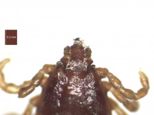 R.B.annulatus male dorsal g 0