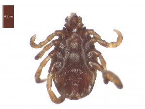 R.B.annulatus male ventral 0