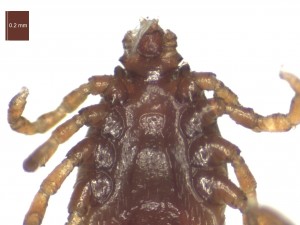 R.B.annulatus male ventral g 0