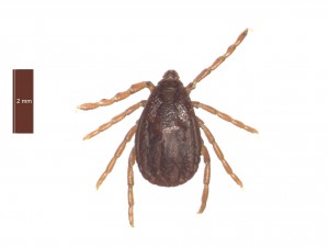 R.bursa female dorsal 0