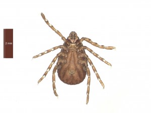 R.bursa female ventral 0