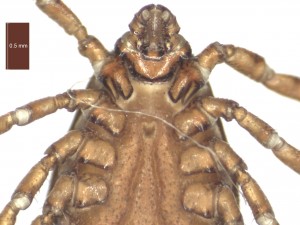 R.bursa female ventral g 0