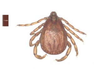 R.bursa male dorsal 0