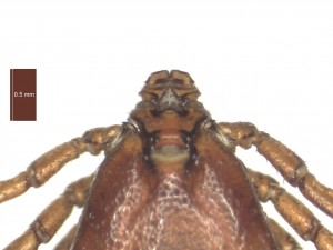 R.bursa male dorsal g 0