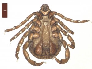 R.bursa male ventral 0