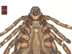 R.bursa male ventral g 0