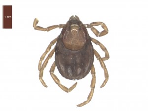 R.sanguineus female dorsal 0