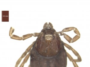 R.sanguineus female dorsal g 0