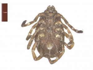 R.sanguineus female ventral 0