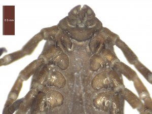 R.sanguineus female ventral g 0