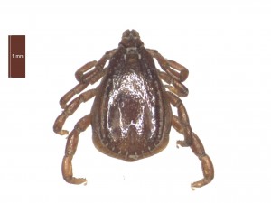 R.sanguineus male dorsal 0