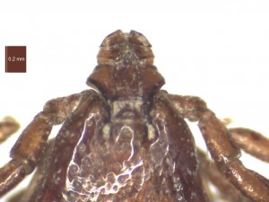 R.sanguineus male dorsal g 0