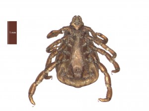 R.sanguineus male ventral 0
