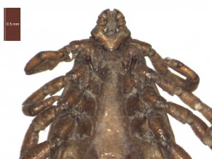 R.sanguineus male ventral g 0