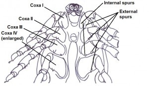 Adult male ventral features diagram 2