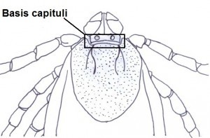 Basis capituli