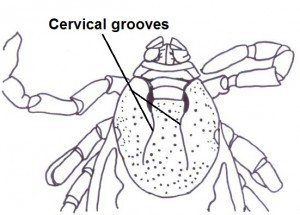 Cervical grooves