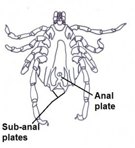 Anal plates/ sub-anal plates