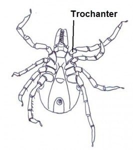 Trochanter