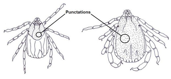 Punctuations