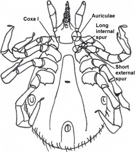 female key 5a