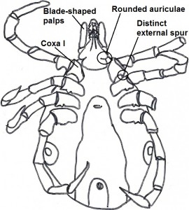 female key 7a