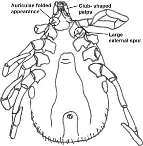 female key 7b