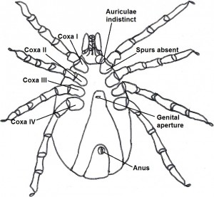 femaleventral