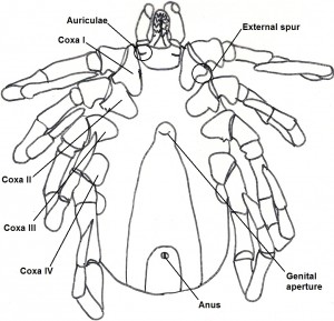 femaleventral