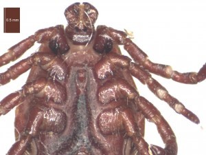 Adult female ventral features 2